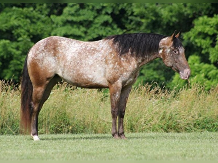 American Quarter Horse Ruin 7 Jaar 147 cm Donkere-vos in Brodhead Ky