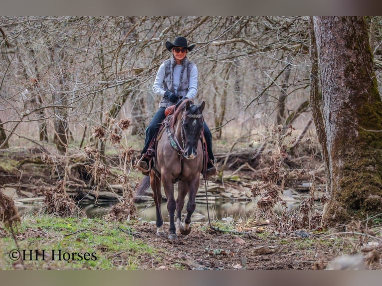 American Quarter Horse Ruin 7 Jaar 147 cm Grullo in Flemingsburg KY