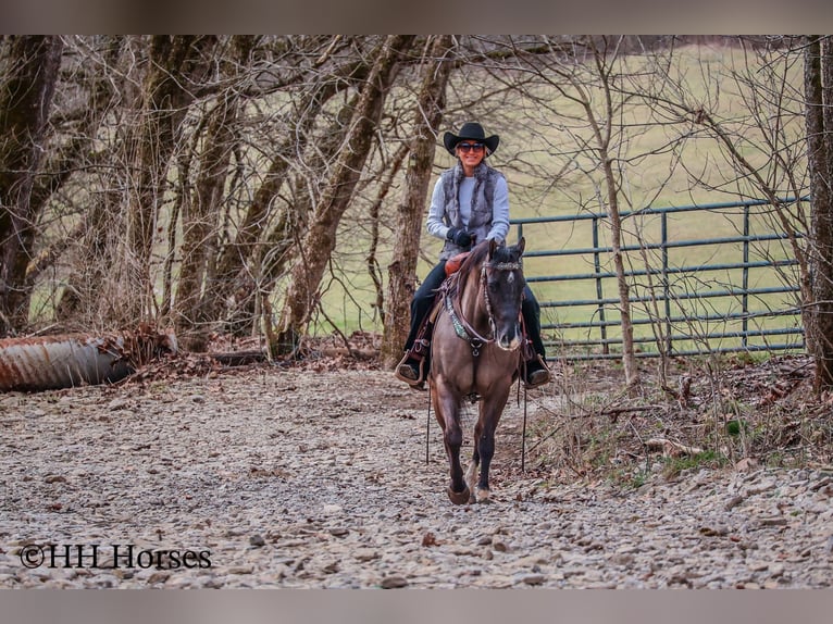 American Quarter Horse Ruin 7 Jaar 147 cm Grullo in Flemingsburg KY