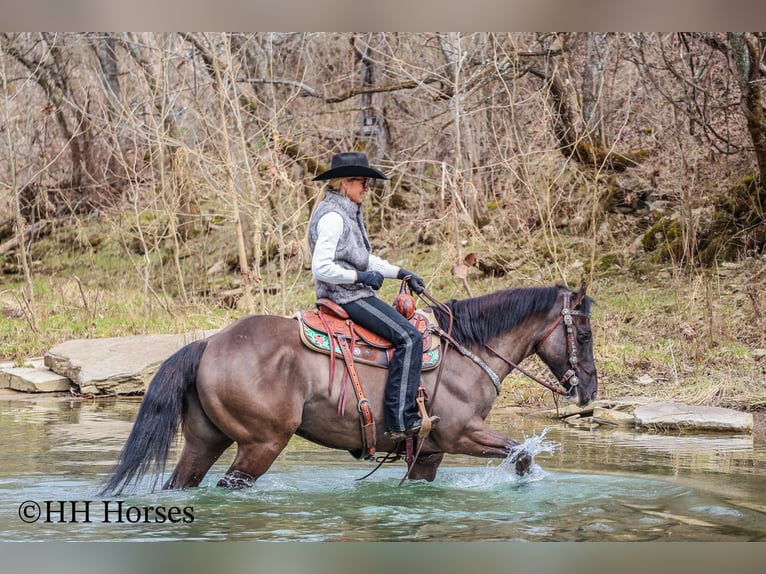 American Quarter Horse Ruin 7 Jaar 147 cm Grullo in Flemingsburg KY