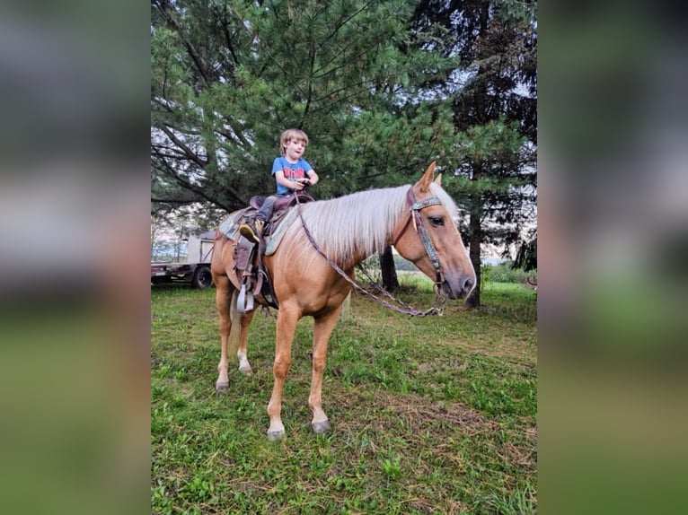 American Quarter Horse Ruin 7 Jaar 147 cm Palomino in Ashland OH