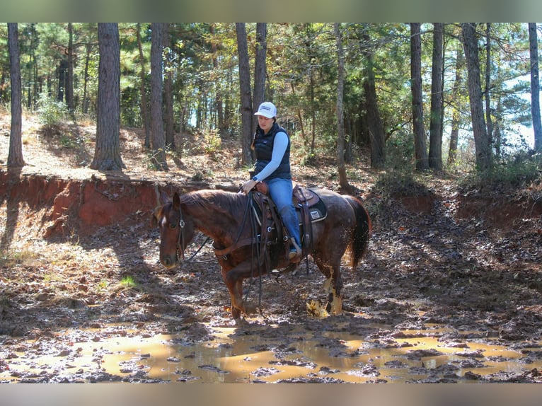 American Quarter Horse Ruin 7 Jaar 147 cm Roan-Red in Rusk