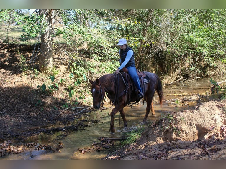 American Quarter Horse Ruin 7 Jaar 147 cm Roan-Red in Rusk