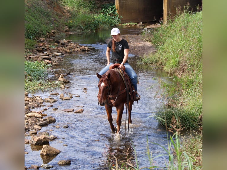 American Quarter Horse Ruin 7 Jaar 147 cm Roan-Red in Rusk