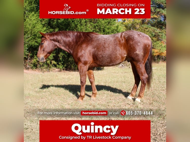 American Quarter Horse Ruin 7 Jaar 147 cm Roan-Red in Rusk
