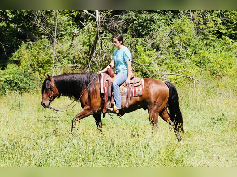 American Quarter Horse Ruin 7 Jaar 147 cm Roan-Red in Peosta