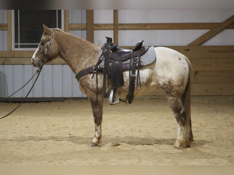 American Quarter Horse Ruin 7 Jaar 147 cm Roan-Red in Sonora kY