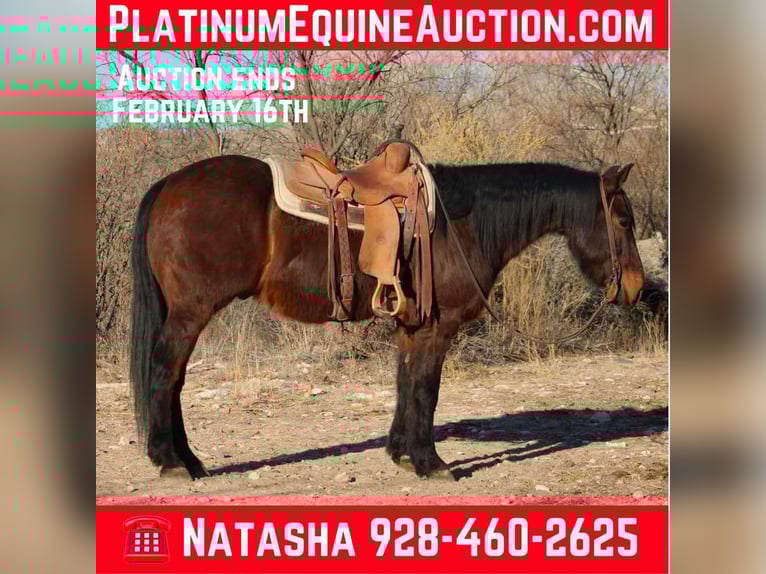 American Quarter Horse Ruin 7 Jaar 147 cm Roan-Red in Sonora KY