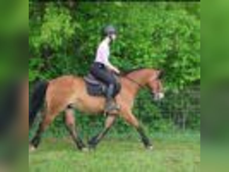 American Quarter Horse Ruin 7 Jaar 147 cm Roodbruin in Howell, MI