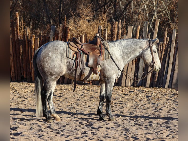 American Quarter Horse Ruin 7 Jaar 147 cm Schimmel in Camp Verde,, AZ