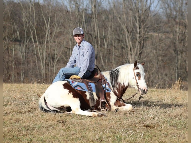 American Quarter Horse Ruin 7 Jaar 147 cm Tobiano-alle-kleuren in Brodhead KY