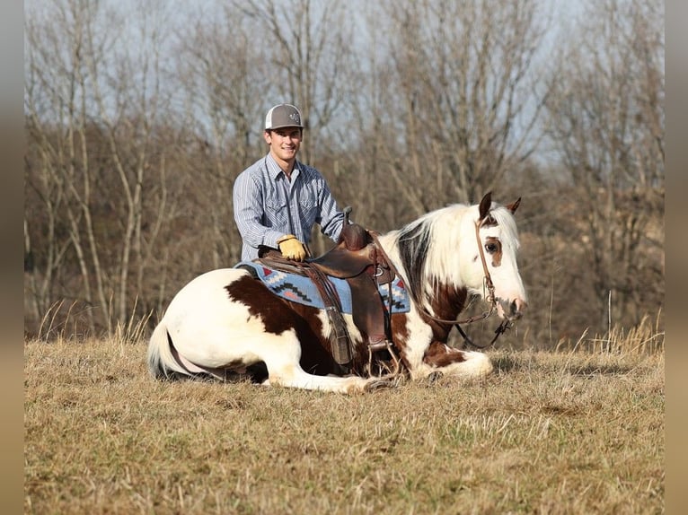 American Quarter Horse Ruin 7 Jaar 147 cm Tobiano-alle-kleuren in Brodhead KY