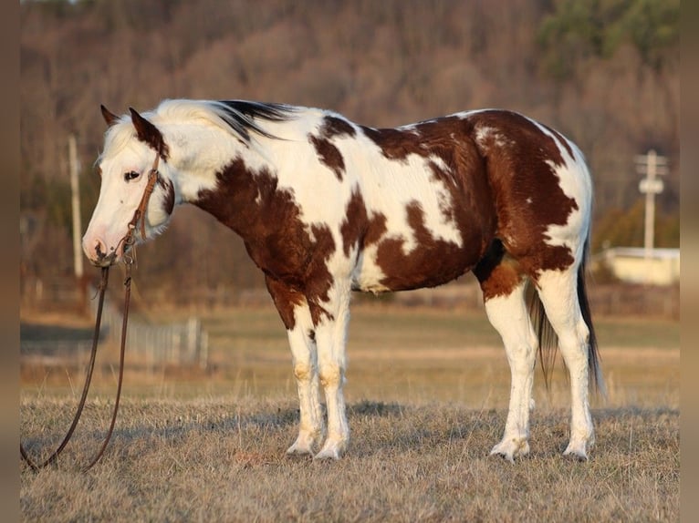 American Quarter Horse Ruin 7 Jaar 147 cm Tobiano-alle-kleuren in Brodhead KY