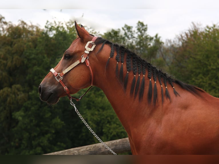American Quarter Horse Ruin 7 Jaar 148 cm  in Windeck