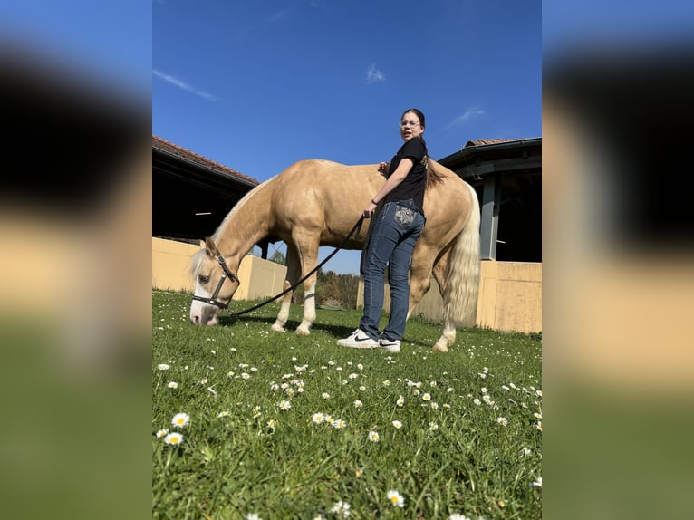 American Quarter Horse Ruin 7 Jaar 149 cm Palomino in Windeck