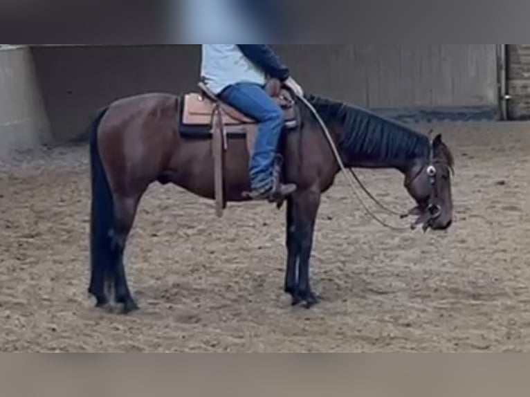 American Quarter Horse Mix Ruin 7 Jaar 150 cm Bruin in Osterode am Harz