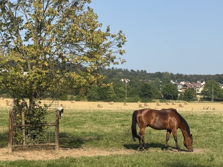 American Quarter Horse Mix Ruin 7 Jaar 150 cm Bruin in Osterode am Harz