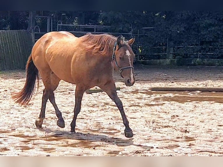 American Quarter Horse Ruin 7 Jaar 150 cm Bruin in Petershagen
