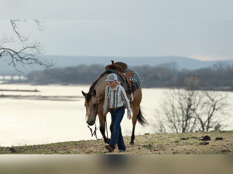 American Quarter Horse Ruin 7 Jaar 150 cm Buckskin in Morrilton