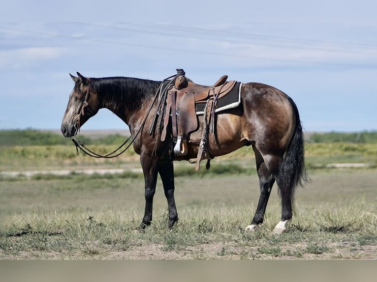 American Quarter Horse Ruin 7 Jaar 150 cm Buckskin in Wickenburg, AZ