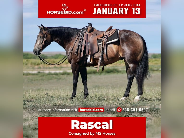 American Quarter Horse Ruin 7 Jaar 150 cm Buckskin in Wickenburg, AZ