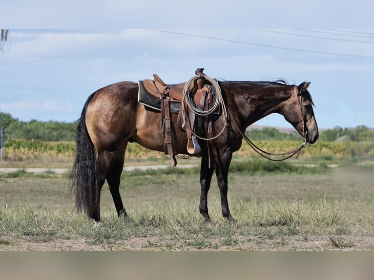 American Quarter Horse Ruin 7 Jaar 150 cm Buckskin in Wickenburg, AZ