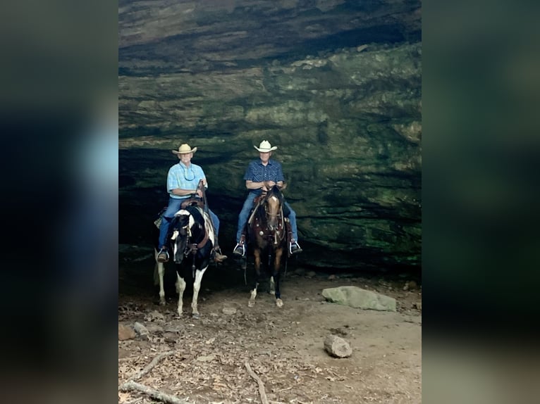 American Quarter Horse Ruin 7 Jaar 150 cm Buckskin in SWEET SPRINGS, MO