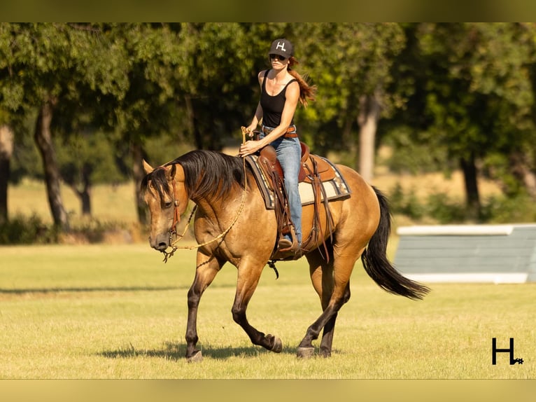 American Quarter Horse Ruin 7 Jaar 150 cm Buckskin in Weatherford TX