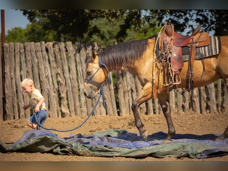 American Quarter Horse Ruin 7 Jaar 150 cm Buckskin in Weatherford TX