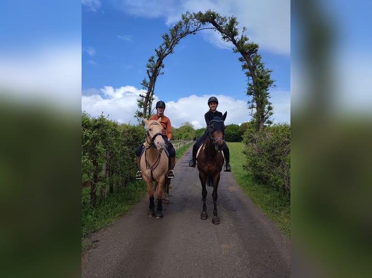 American Quarter Horse Ruin 7 Jaar 150 cm Champagne in Meerbusch