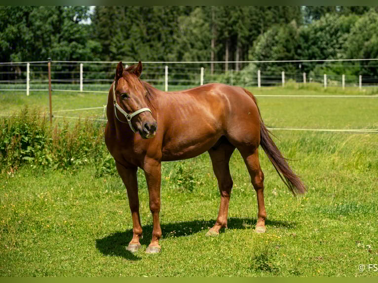American Quarter Horse Ruin 7 Jaar 150 cm Donkere-vos in Mittelstetten