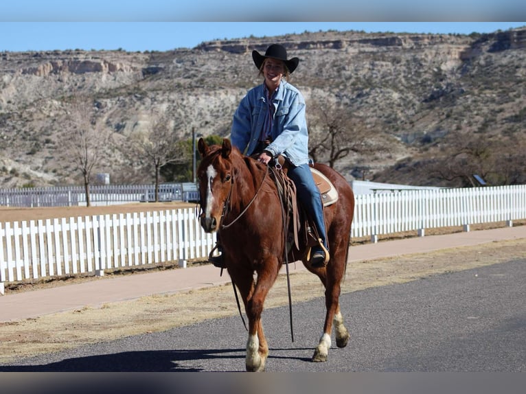 American Quarter Horse Ruin 7 Jaar 150 cm Donkere-vos in Camp Verde AZ