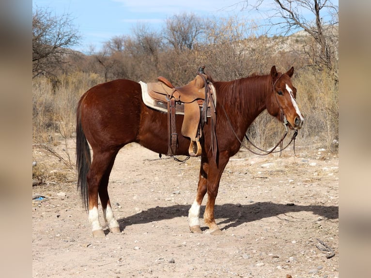 American Quarter Horse Ruin 7 Jaar 150 cm Donkere-vos in Camp Verde AZ