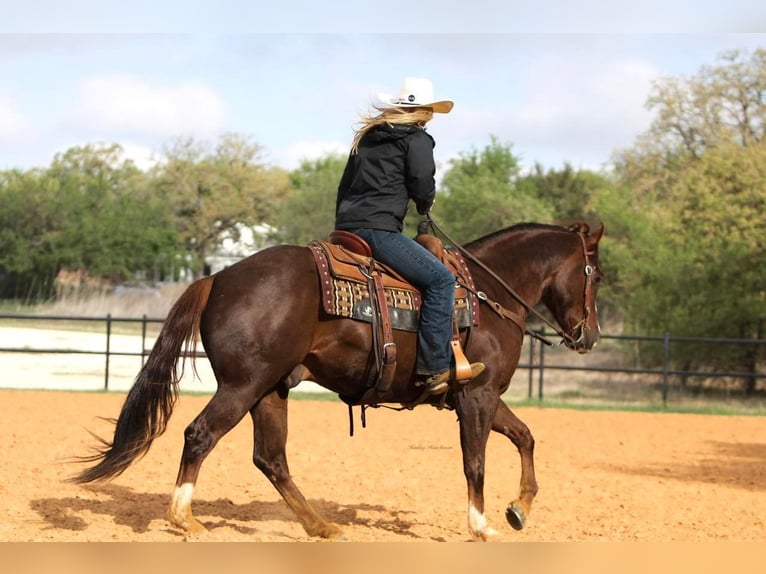 American Quarter Horse Ruin 7 Jaar 150 cm Donkere-vos in jOSHUA tx