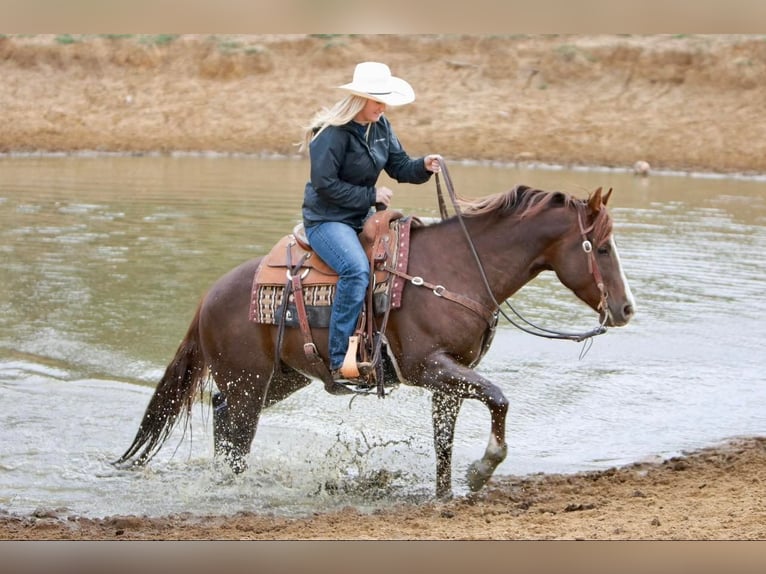 American Quarter Horse Ruin 7 Jaar 150 cm Donkere-vos in jOSHUA tx