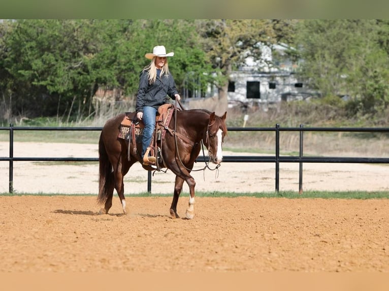 American Quarter Horse Ruin 7 Jaar 150 cm Donkere-vos in jOSHUA tx