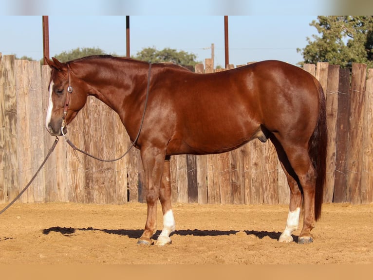 American Quarter Horse Ruin 7 Jaar 150 cm Donkere-vos in jOSHUA tx