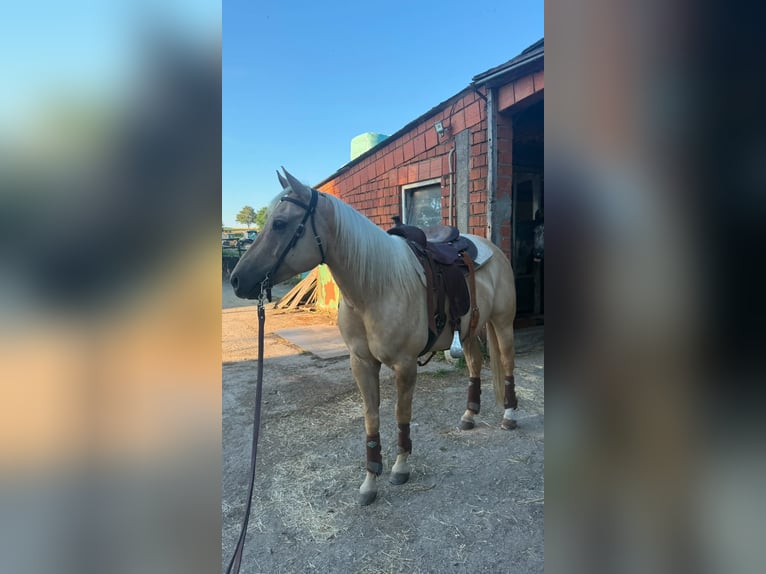 American Quarter Horse Ruin 7 Jaar 150 cm Dunalino in Breda