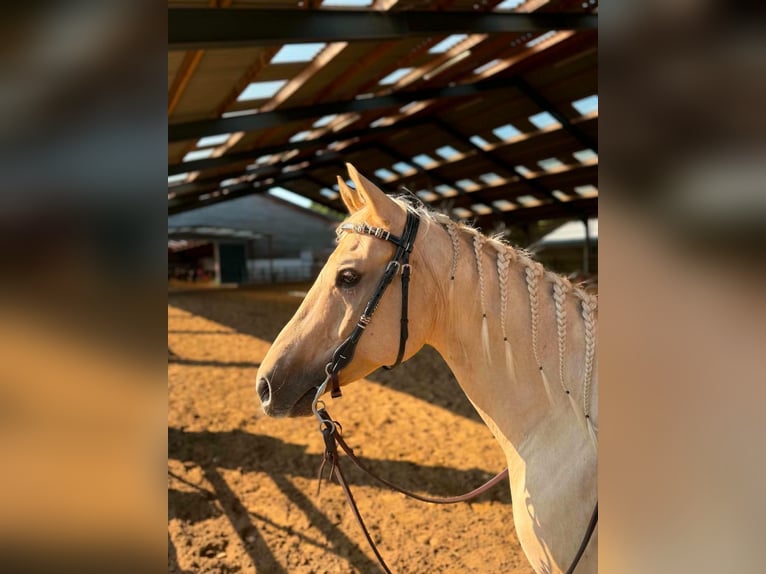American Quarter Horse Ruin 7 Jaar 150 cm Dunalino in Breda