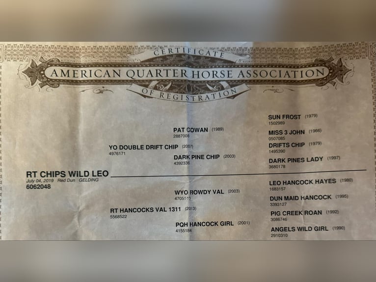 American Quarter Horse Ruin 7 Jaar 150 cm Falbe in Quitman AR