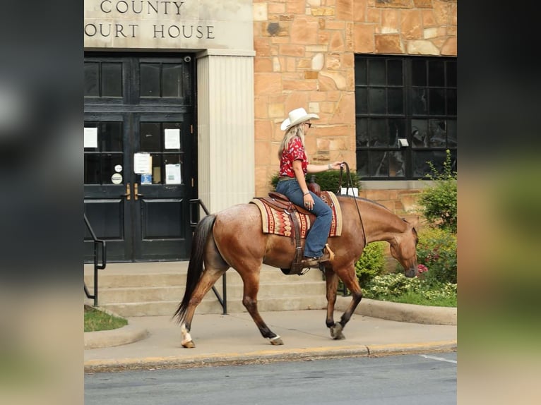 American Quarter Horse Ruin 7 Jaar 150 cm Falbe in Quitman AR