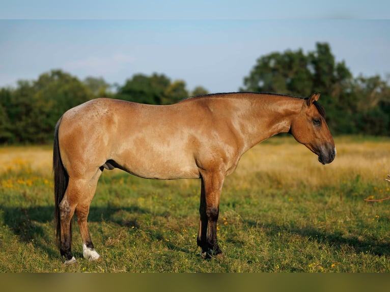 American Quarter Horse Ruin 7 Jaar 150 cm Falbe in Quitman AR