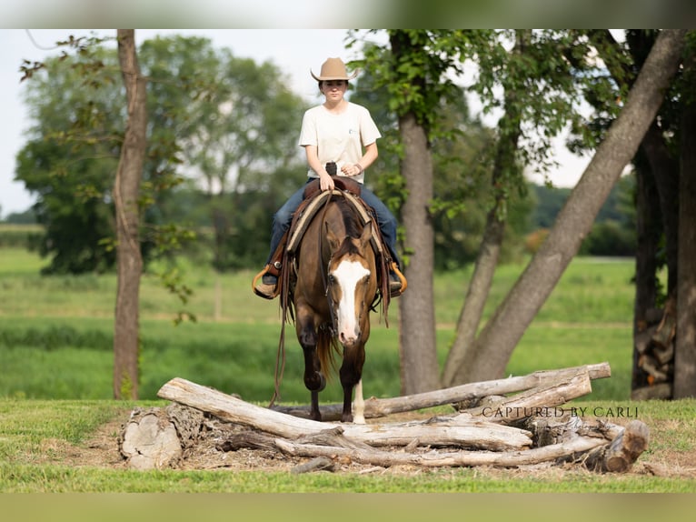 American Quarter Horse Ruin 7 Jaar 150 cm Gevlekt-paard in Lewistown