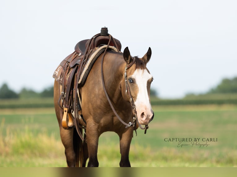 American Quarter Horse Ruin 7 Jaar 150 cm Gevlekt-paard in Lewistown
