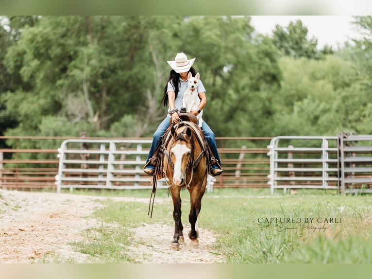 American Quarter Horse Ruin 7 Jaar 150 cm Gevlekt-paard in Lewistown