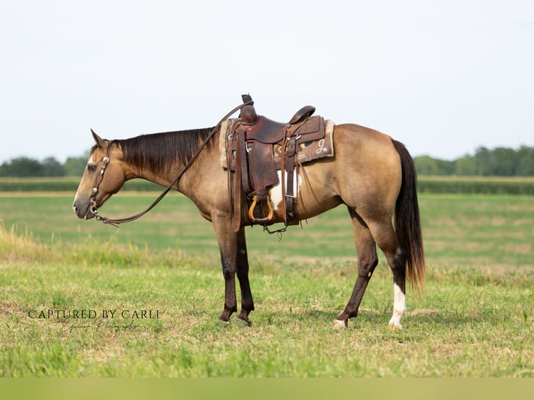 American Quarter Horse Ruin 7 Jaar 150 cm Gevlekt-paard in Lewistown