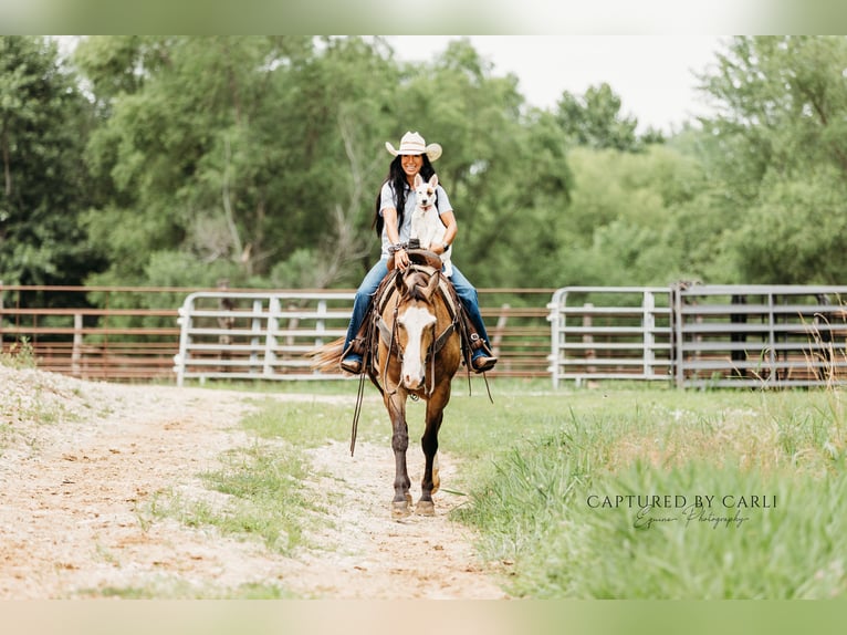 American Quarter Horse Ruin 7 Jaar 150 cm Gevlekt-paard in Lewistown