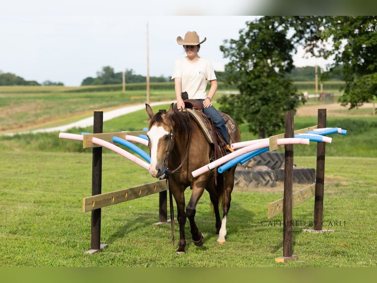 American Quarter Horse Ruin 7 Jaar 150 cm Gevlekt-paard in Lewistown