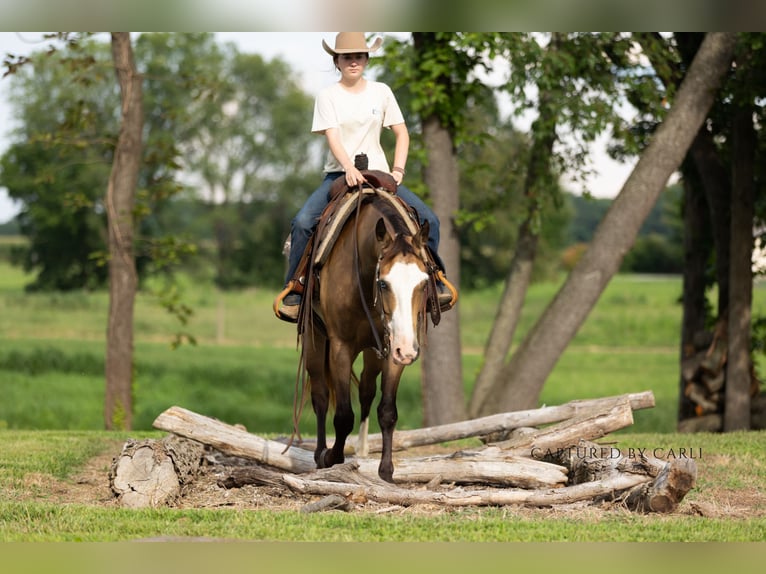 American Quarter Horse Ruin 7 Jaar 150 cm Gevlekt-paard in Lewistown