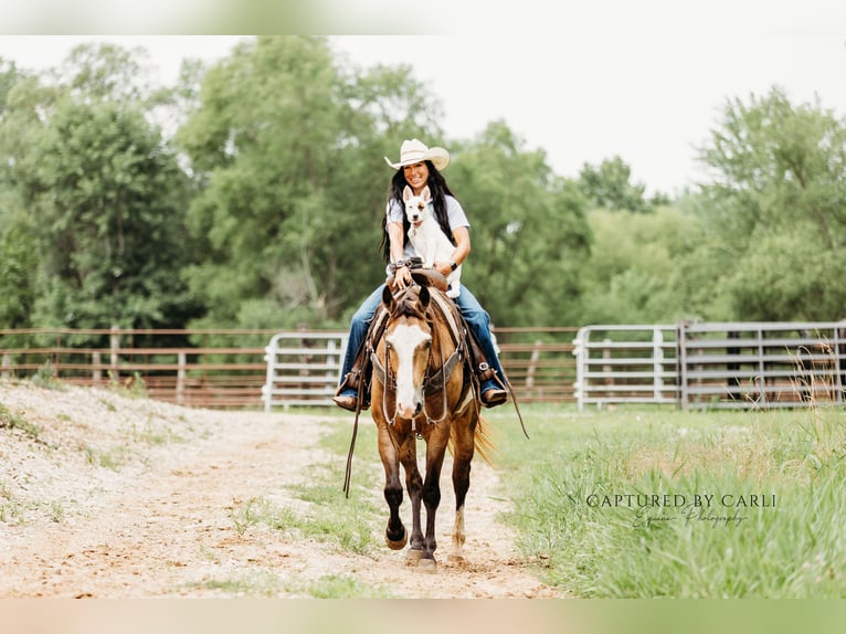 American Quarter Horse Ruin 7 Jaar 150 cm Gevlekt-paard in Lewistown